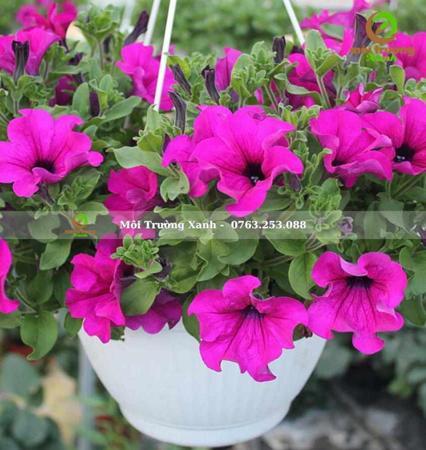 CÂY DẠ YÊN THẢO 