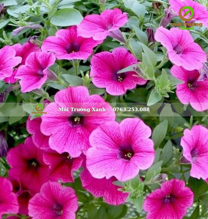 CÂY DẠ YÊN THẢO 