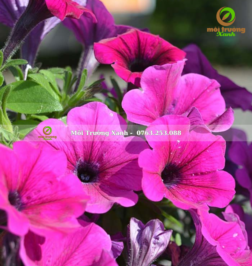 CÂY DẠ YÊN THẢO 