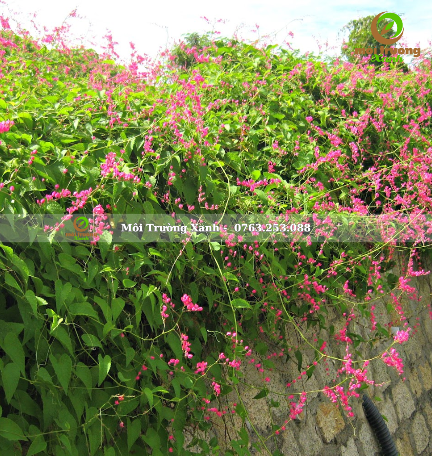 Cây hoa tigon - môi trường xanh (2)