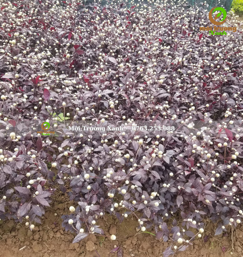 Cây mắt nai - môi trường xanh 