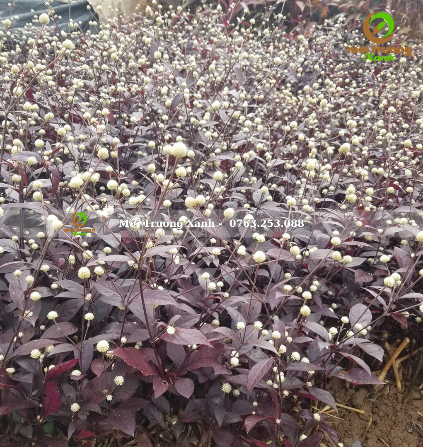 Cây mắt nai - môi trường xanh 