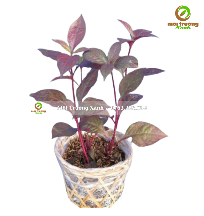 Cây mắt nai - môi trường xanh 