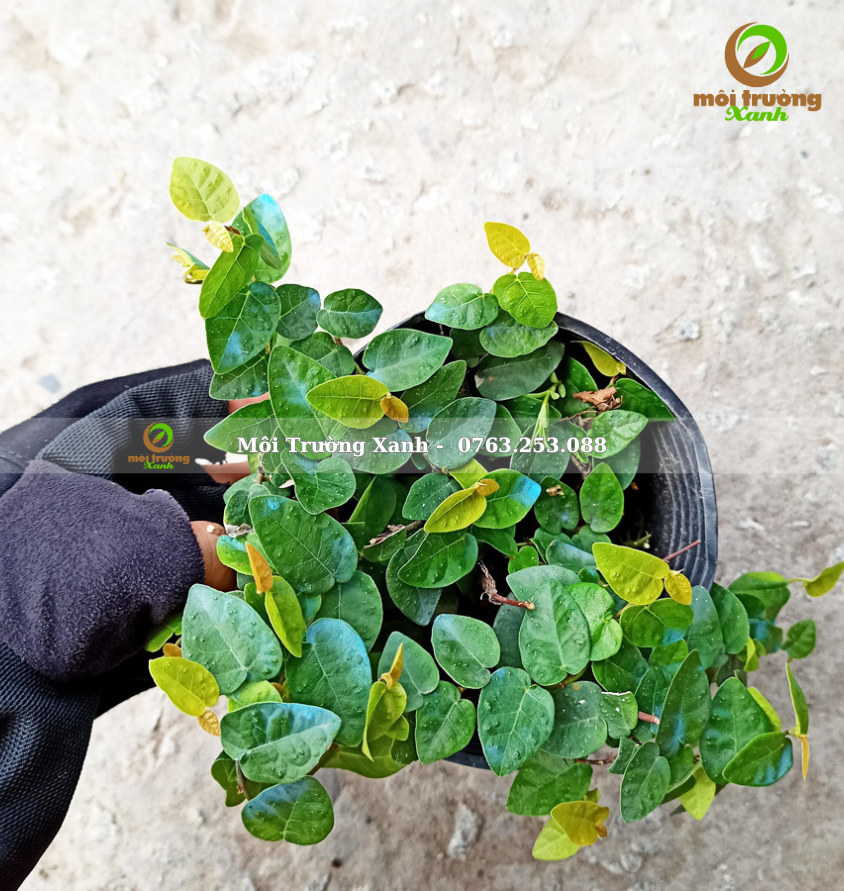 Cây thằn lằn - môi trường xanh 