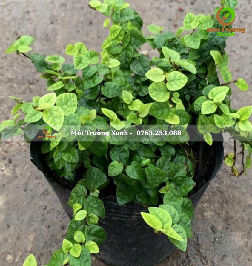 Cây thằn lằn - môi trường xanh 