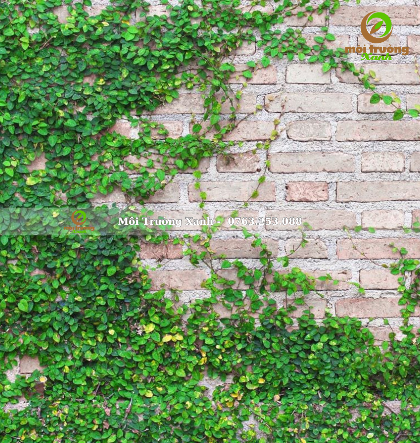 Cây thằn lằn - môi trường xanh