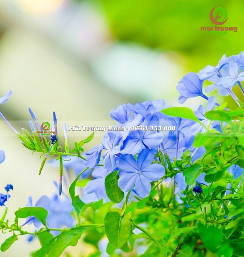 Cay thanh tu moi truong xanh 2