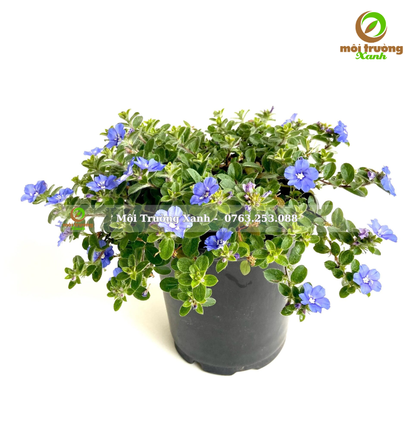 Cay thanh tu moi truong xanh 3