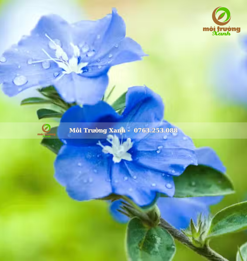 Cay thanh tu moi truong