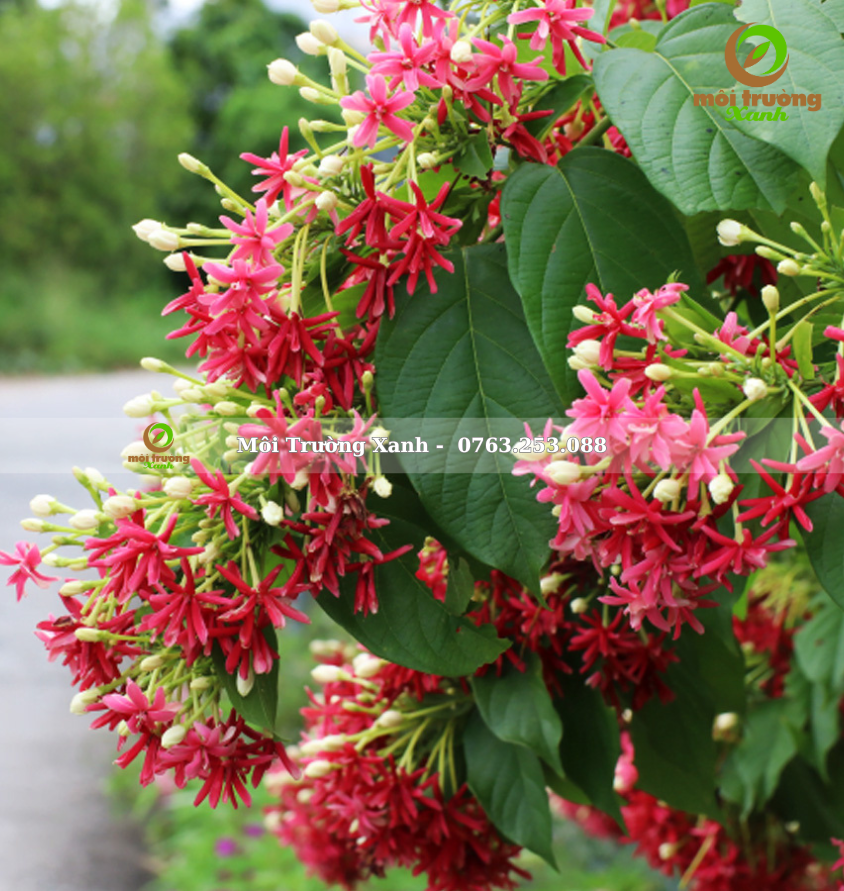 Sử quân tử - môi trường xanh 