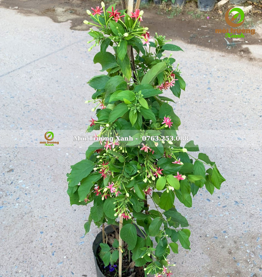 Sử quân tử - môi trường xanh 