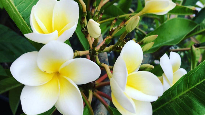 cach trong y nghia va cong dung bat ngo it ai biet cua cay hoa su 202108021553399142