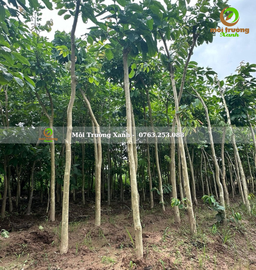 cây bằng lăng 2-3m - môi trường xanh