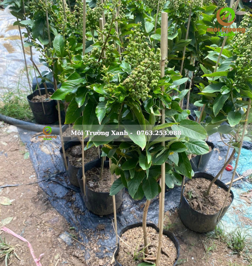 cây bằng lăng cây giống - môi trường xanh