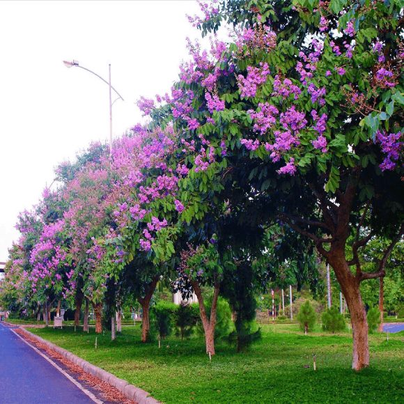 Hàng cây bằng lằng tím làm không gian thêm đẹp hơn