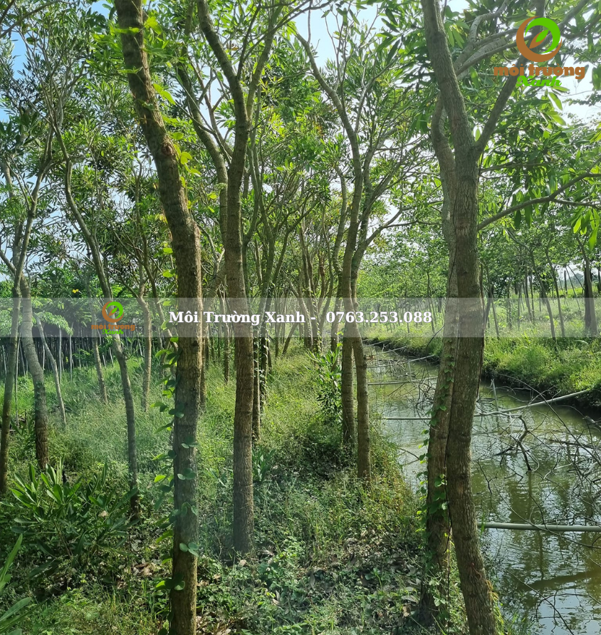 cây chuông vàng - môi trường xanh 