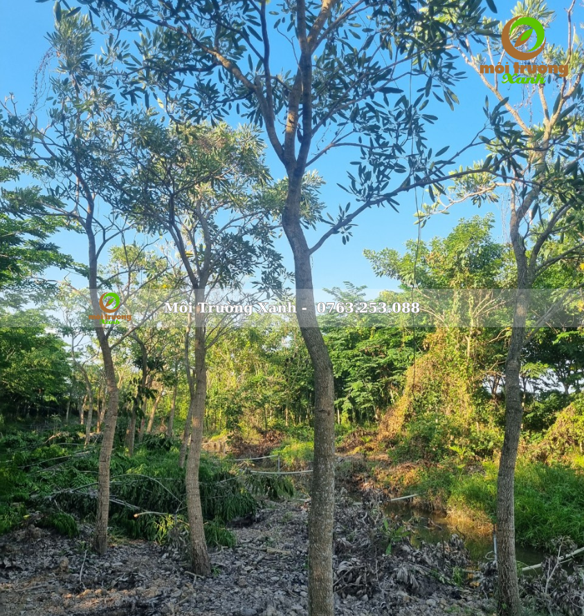 cây chuông vàng - môi trường xanh 