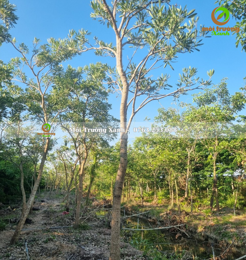 cây chuông vàng - môi trường xanh 