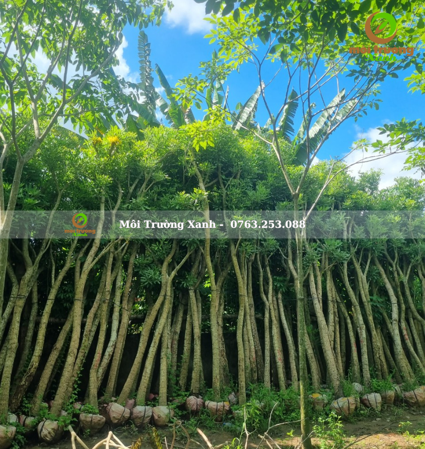 cây chuông vàng - môi trường xanh 