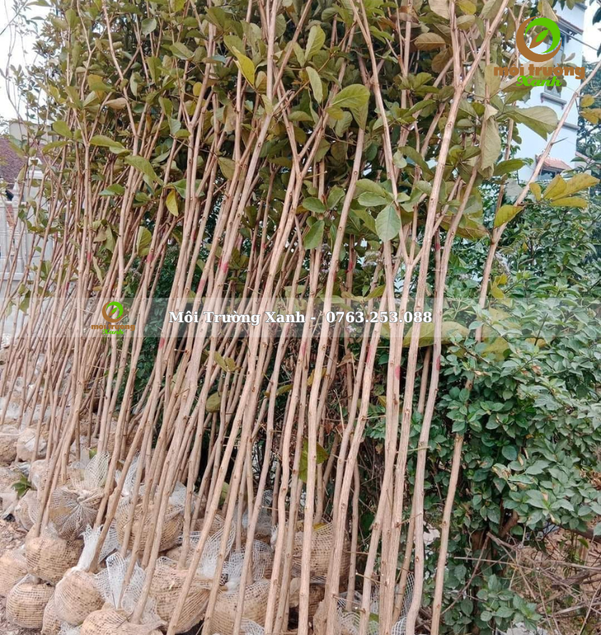 cây chuông vàng - môi trường xanh 