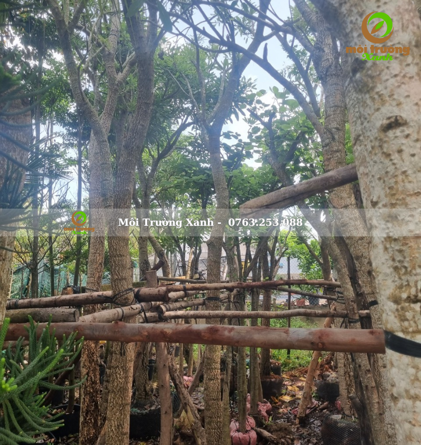 cây chuông vàng - môi trường xanh 