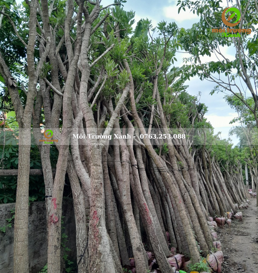 cây chuông vàng - môi trường xanh 