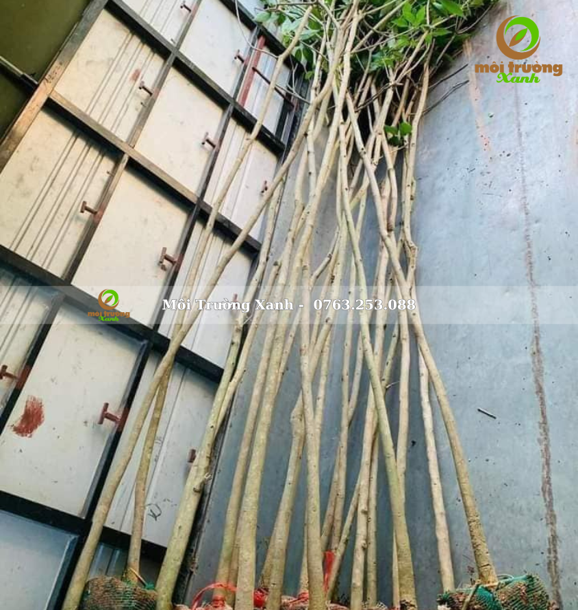 cây chuông vàng - môi trường xanh 