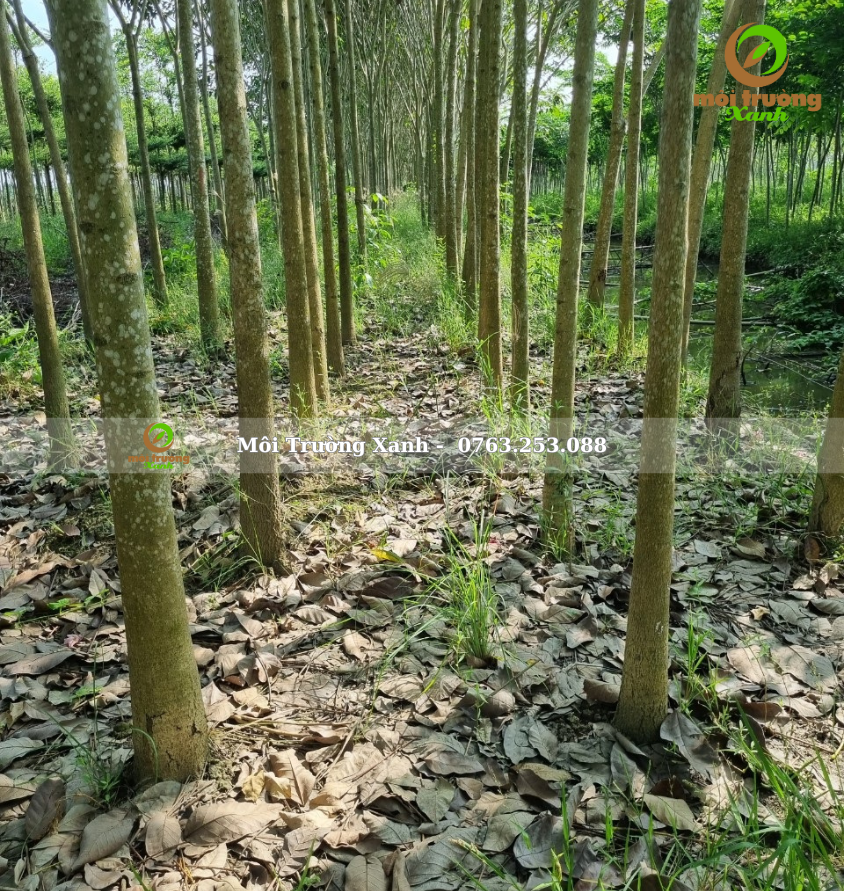 cây chuông vàng - môi trường xanh 