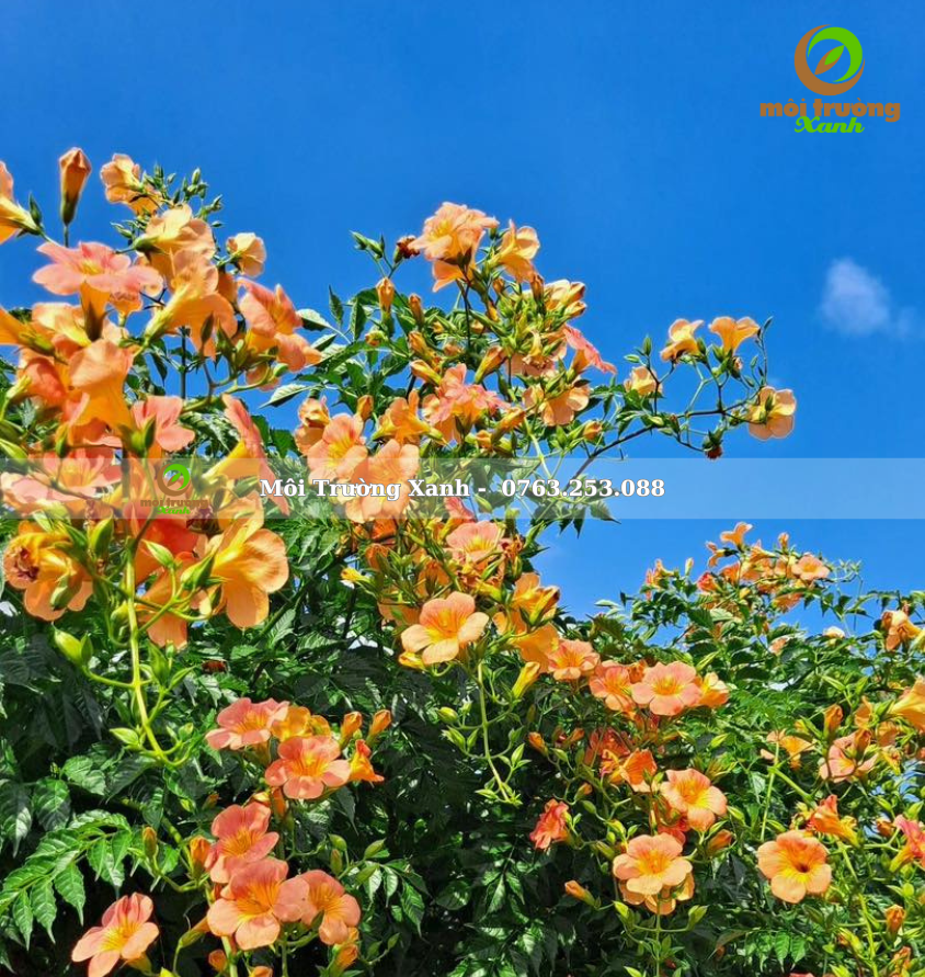 cây đăng tiêu - môi trường xanh 