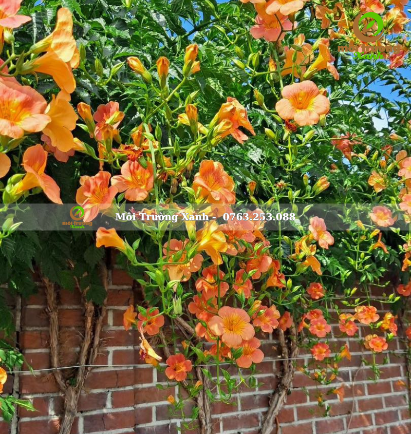 cây đăng tiêu - môi trường xanh 