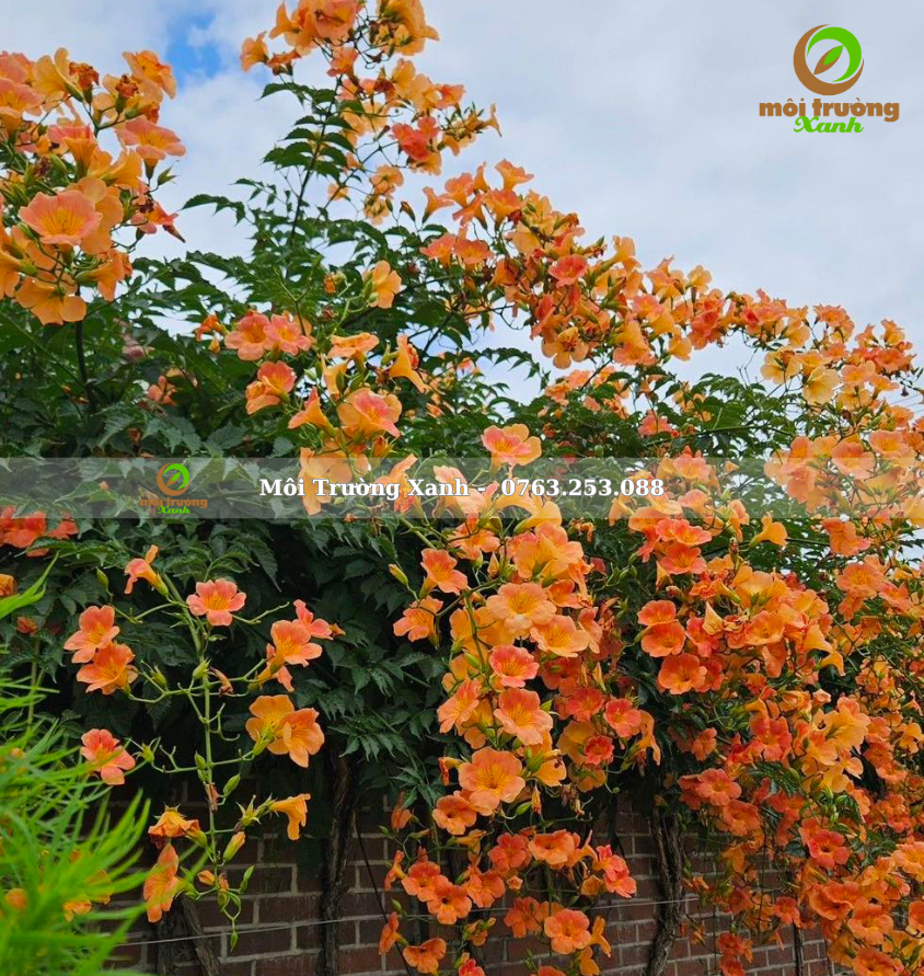 cây đăng tiêu - môi trường xanh 