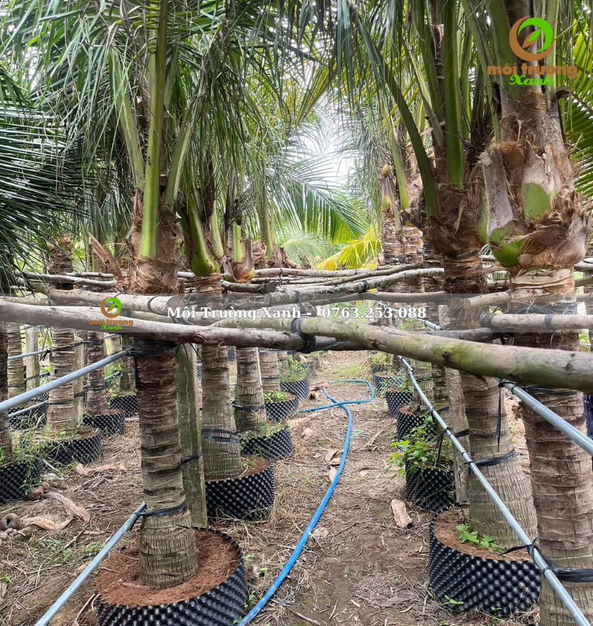 cây dừa - môi trường xanh 