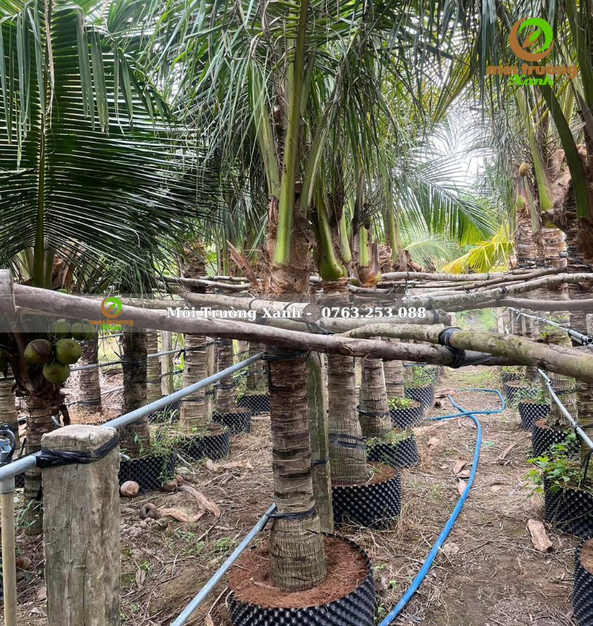 cây dừa - môi trường xanh 