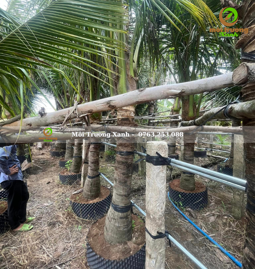 cây dừa - môi trường xanh 