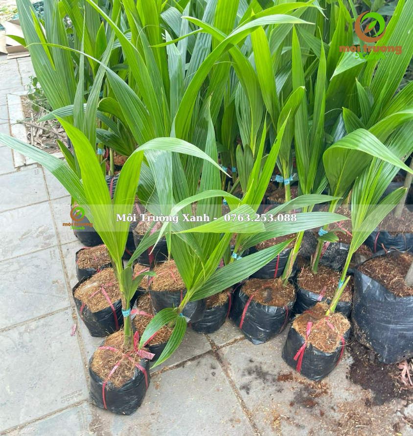 cây dừa - môi trường xanh 