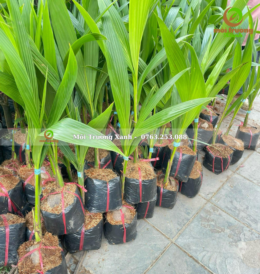 cây dừa - môi trường xanh 