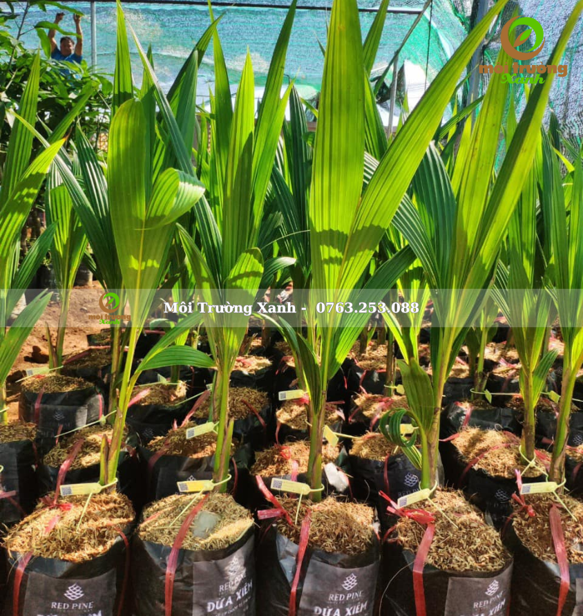 cây dừa - môi trường xanh 