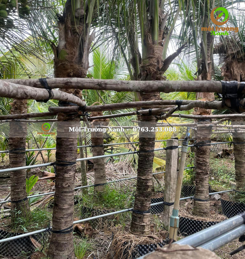 cây dừa - môi trường xanh 