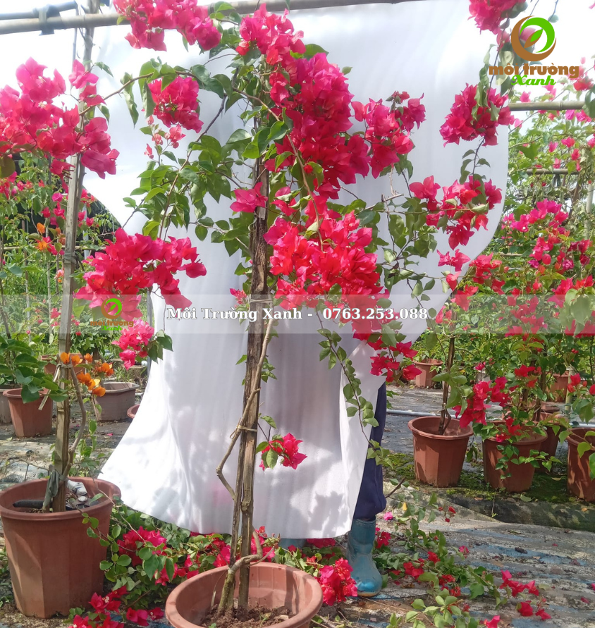 cây hoa giấy - môi trường xanh 