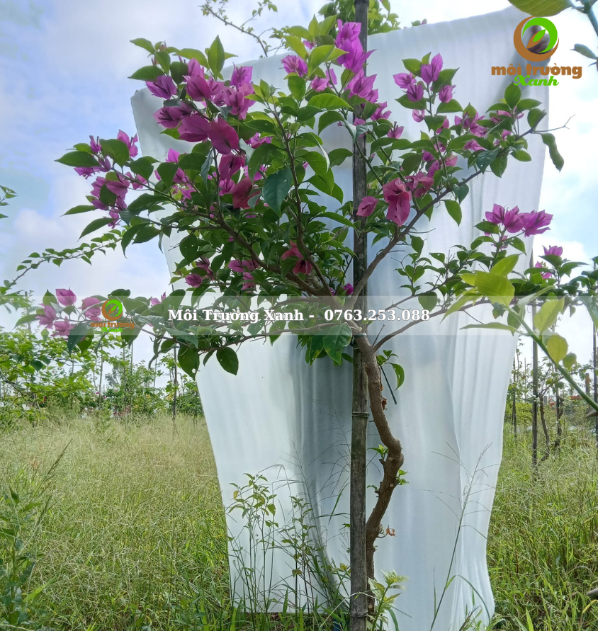 cây hoa giấy - môi trường xanh 