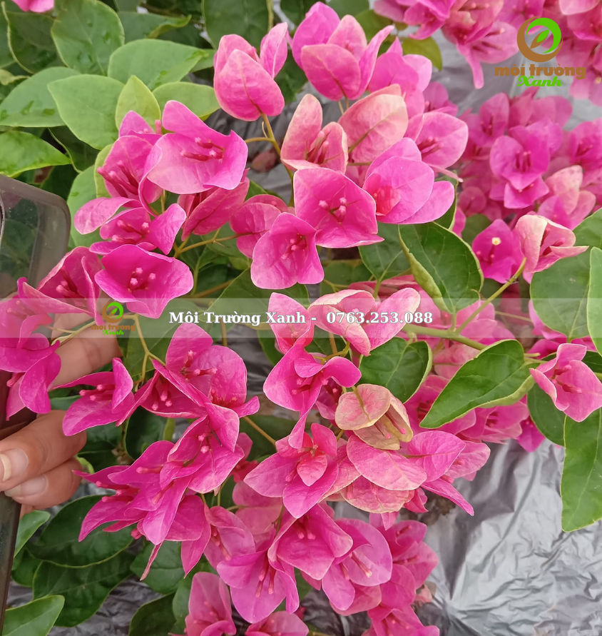 cây hoa giấy - môi trường xanh 