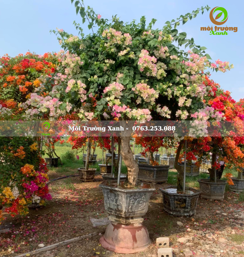 cây hoa giấy - môi trường xanh 