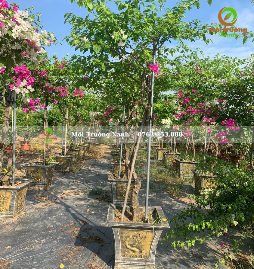 cây hoa giấy - môi trường xanh 