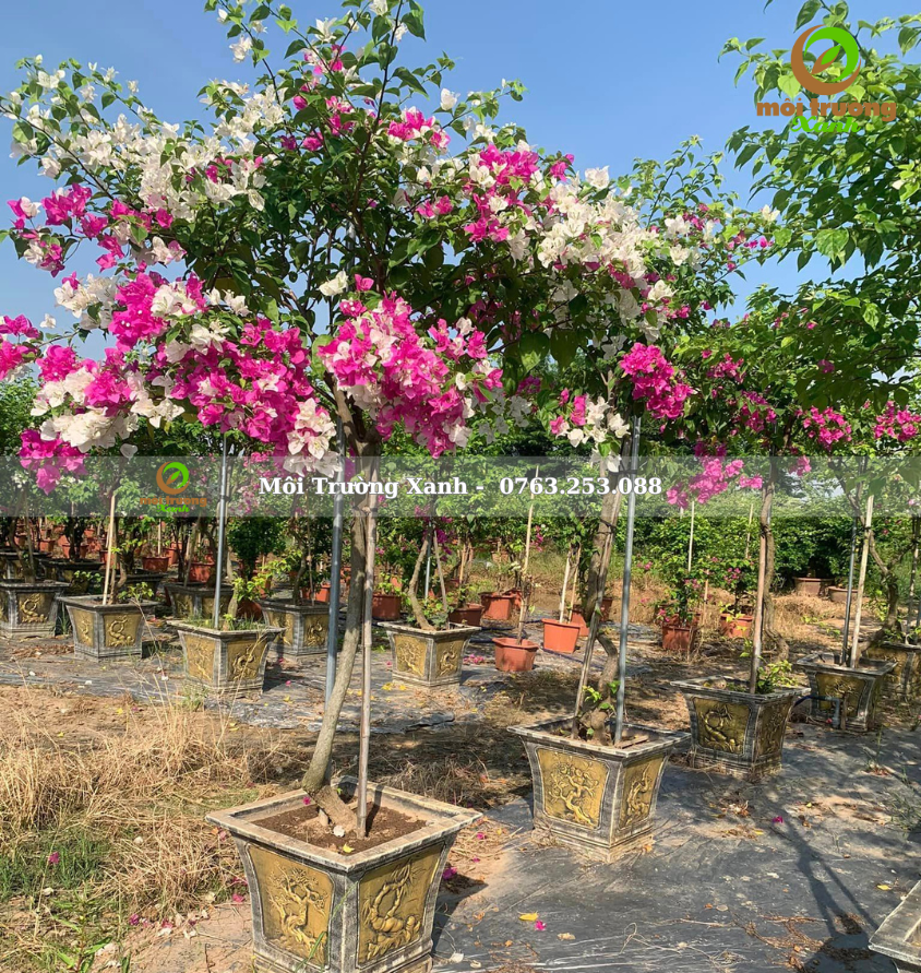 cây hoa giấy - môi trường xanh 