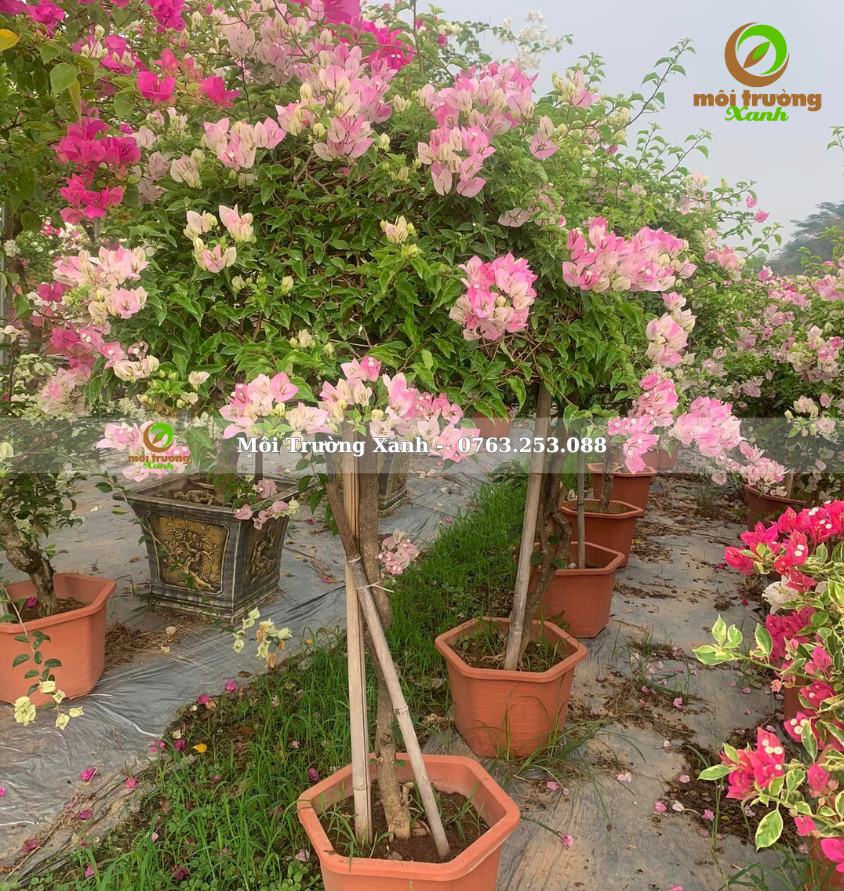 cây hoa giấy - môi trường xanh 