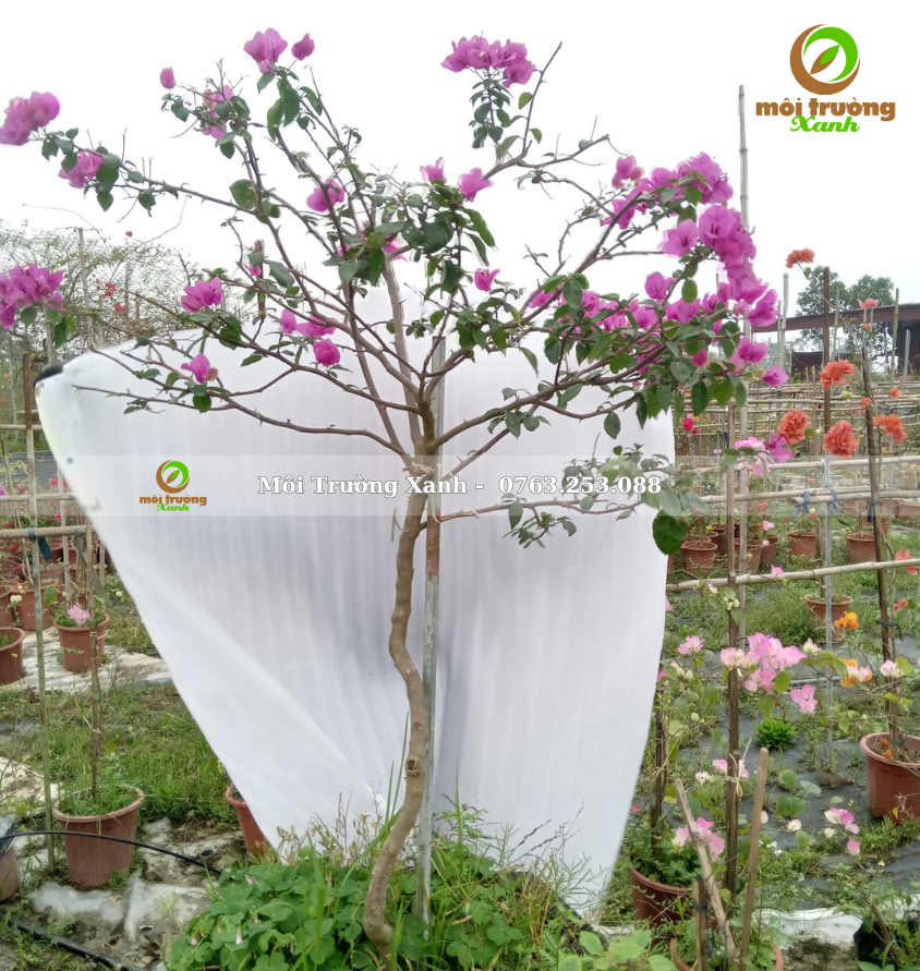 cây hoa giấy - môi trường xanh 
