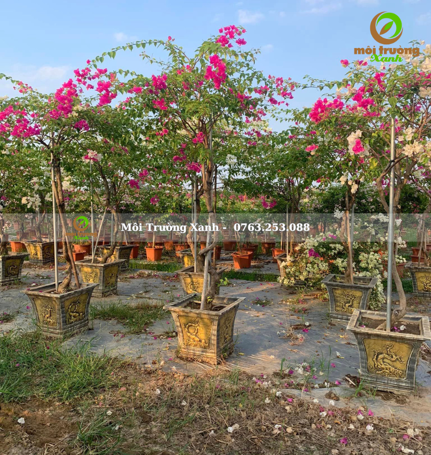 cây hoa giấy - môi trường xanh 