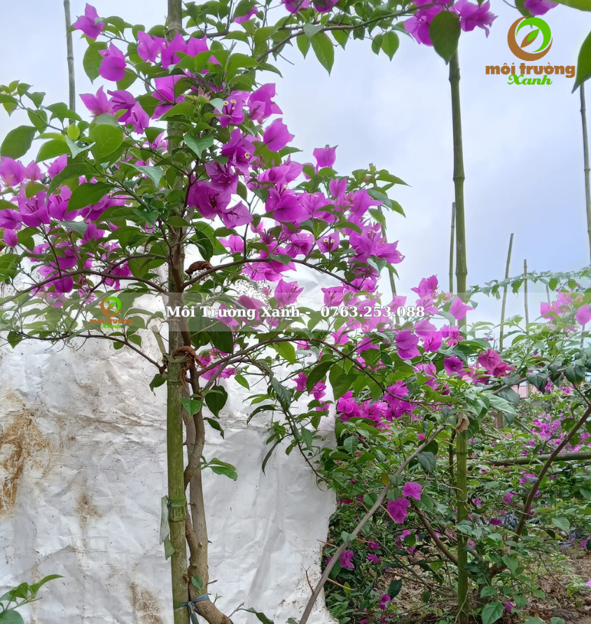 cây hoa giấy - môi trường xanh 