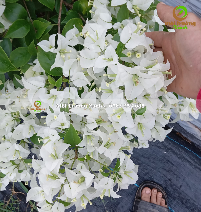 cây hoa giấy - môi trường xanh 