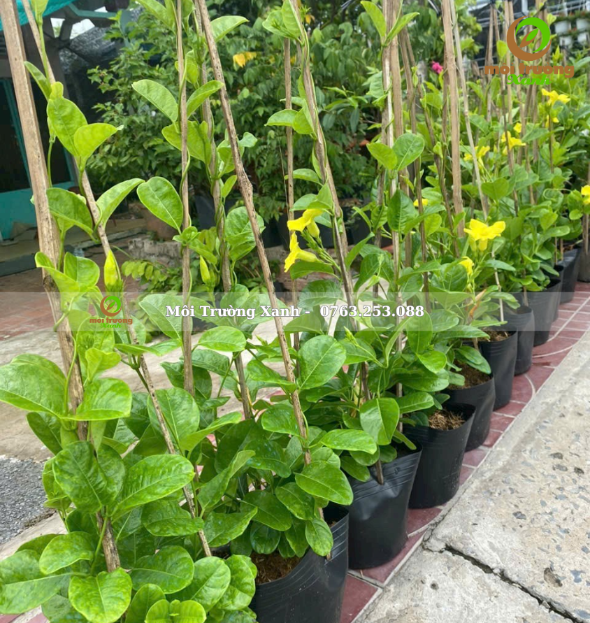 cây huỳnh anh - môi trường xanh